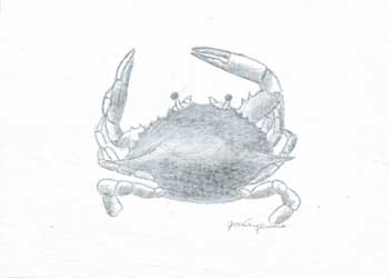 "Blue Crab" by Jim Angevine,  Madison WI - Silverpoint